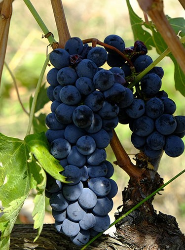 WINE TASTING TOUR